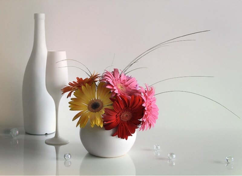 Colorful Gerbera Daisies — White