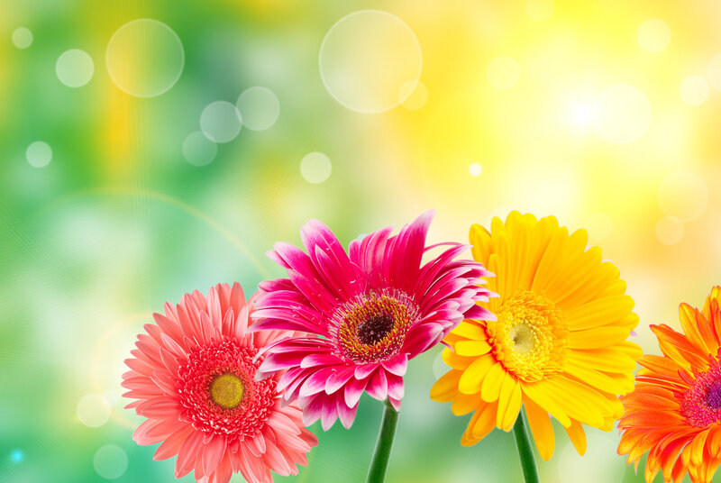 Colorful Gerbera Daisies — Yellow, Bright, Afternoon