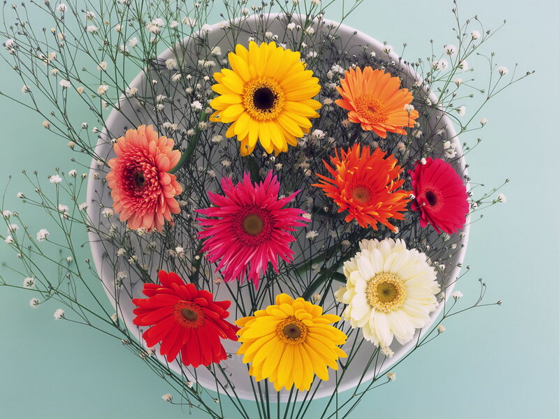 Colorful Gerbera Daisies — Yellow, Bright, Photograph, Bowl