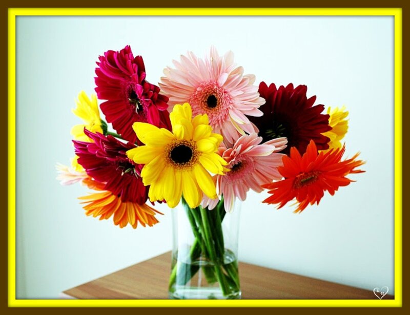Colorful Gerbera Daisies — Yellow, Bright, Photograph