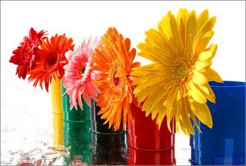 Colorful Gerbera Daisies — Yellow, Bright