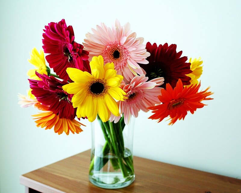 Colorful Gerbera Daisies — Yellow, Calm