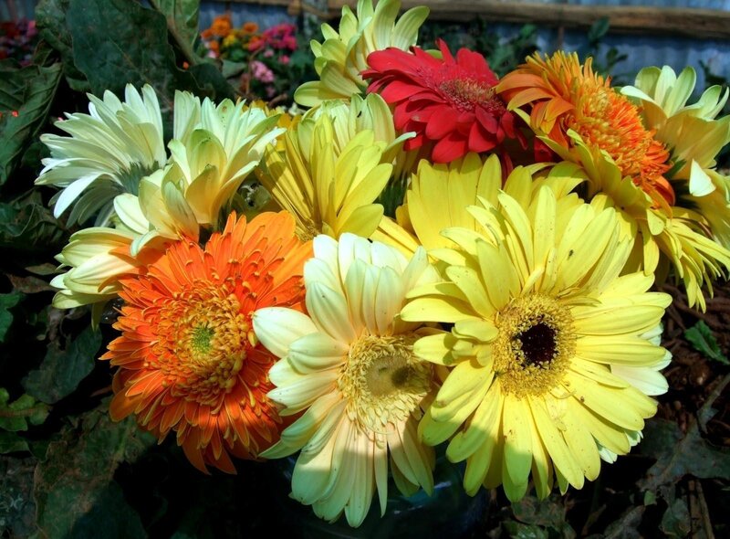 Colorful Gerbera Daisies — Yellow, Vibrant, Afternoon, Photograph, Flowers