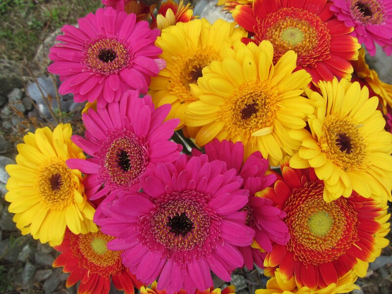 Colorful Gerbera Daisies — Yellow, Vibrant, Afternoon, Photograph