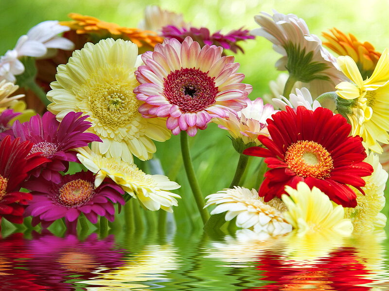 Colorful Gerbera Daisies — Yellow, Vibrant, Afternoon