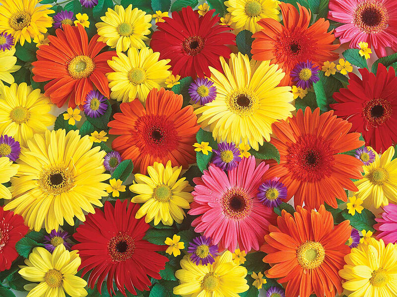 Colorful Gerbera Daisies — Yellow, Vibrant, Photograph, Flowers