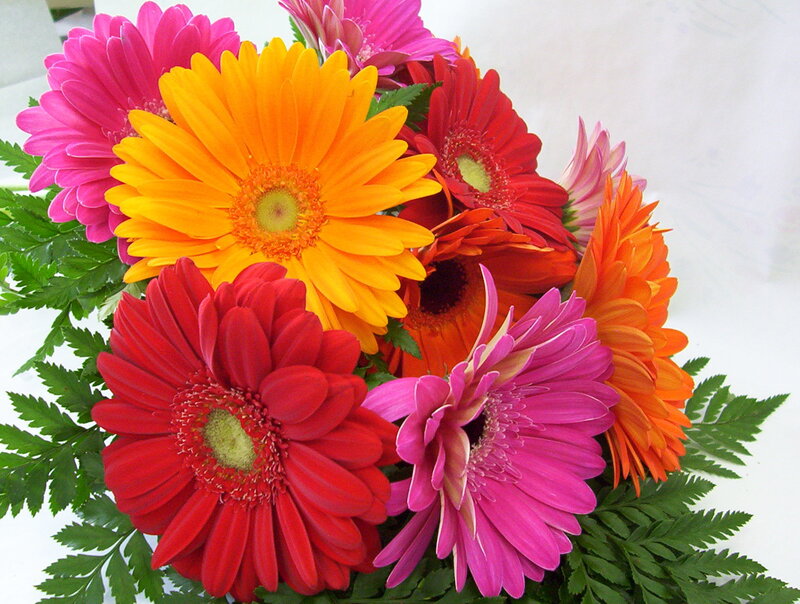 Colorful Gerbera Daisies — Yellow, Vibrant, Photograph