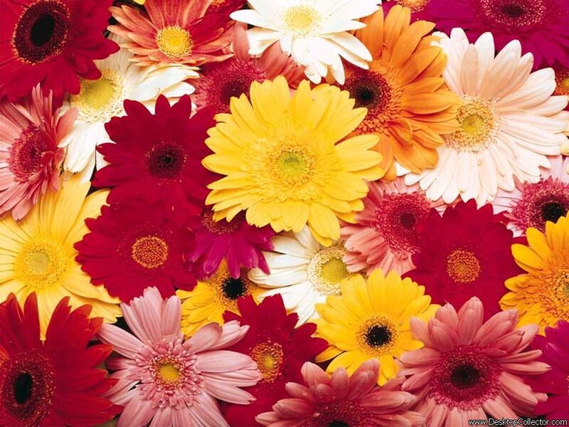 Colorful Gerbera Daisies — Yellow, Vibrant