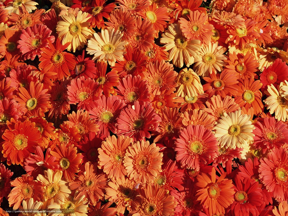 Colorful gerbera daisies