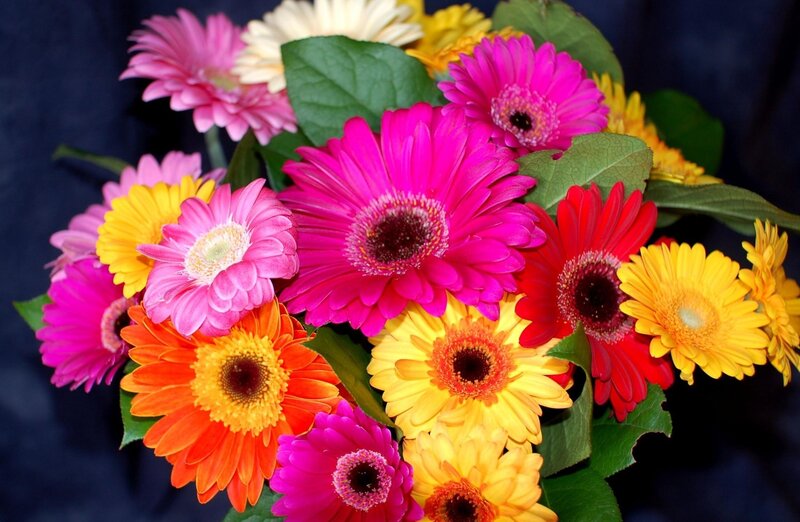 Colorful gerbera daisy bouquet