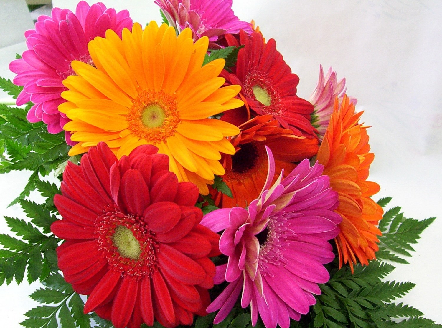 Colorful gerbera daisy bouquet
