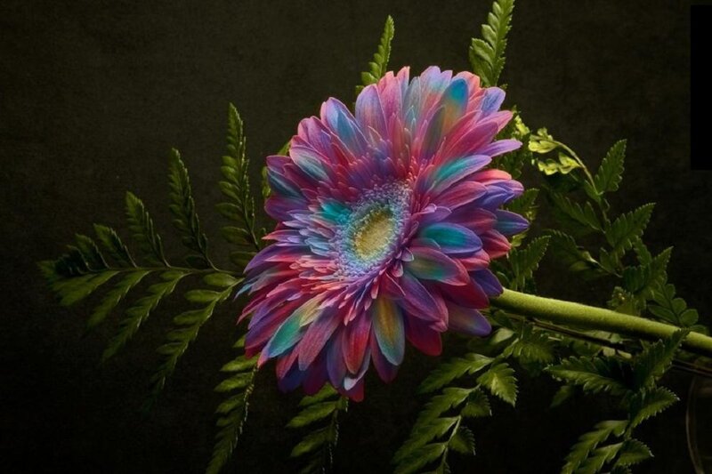 Colorful Gerbera Daisy — Purple
