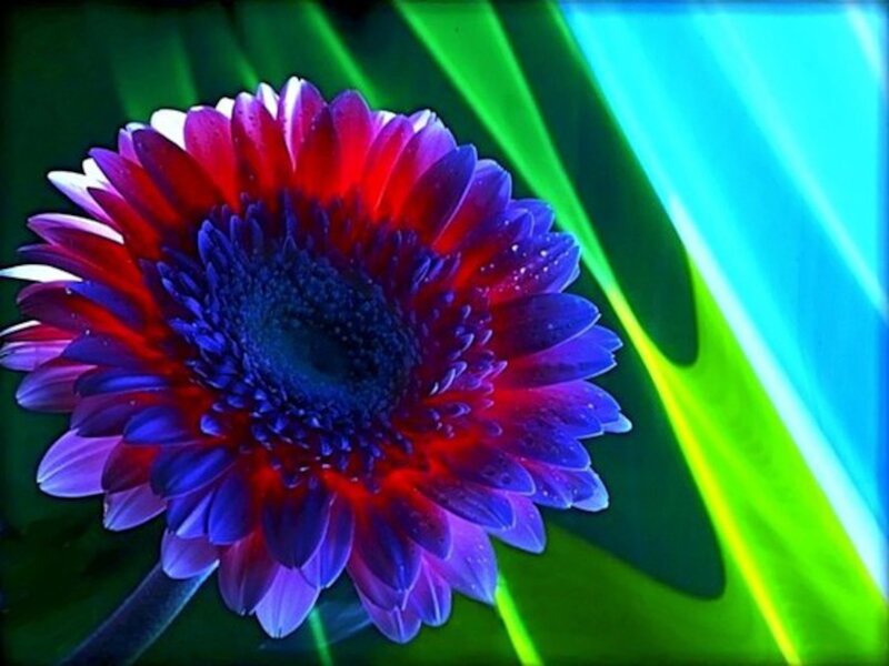 Colorful Gerbera Daisy — Red