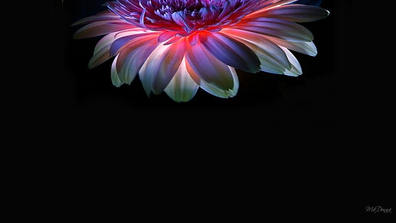 Colorful Gerbera Daisy