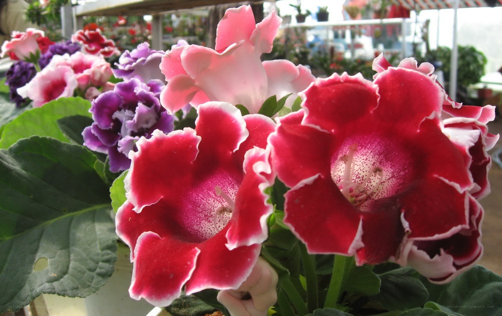 Colorful gesneriad flowers in bloom