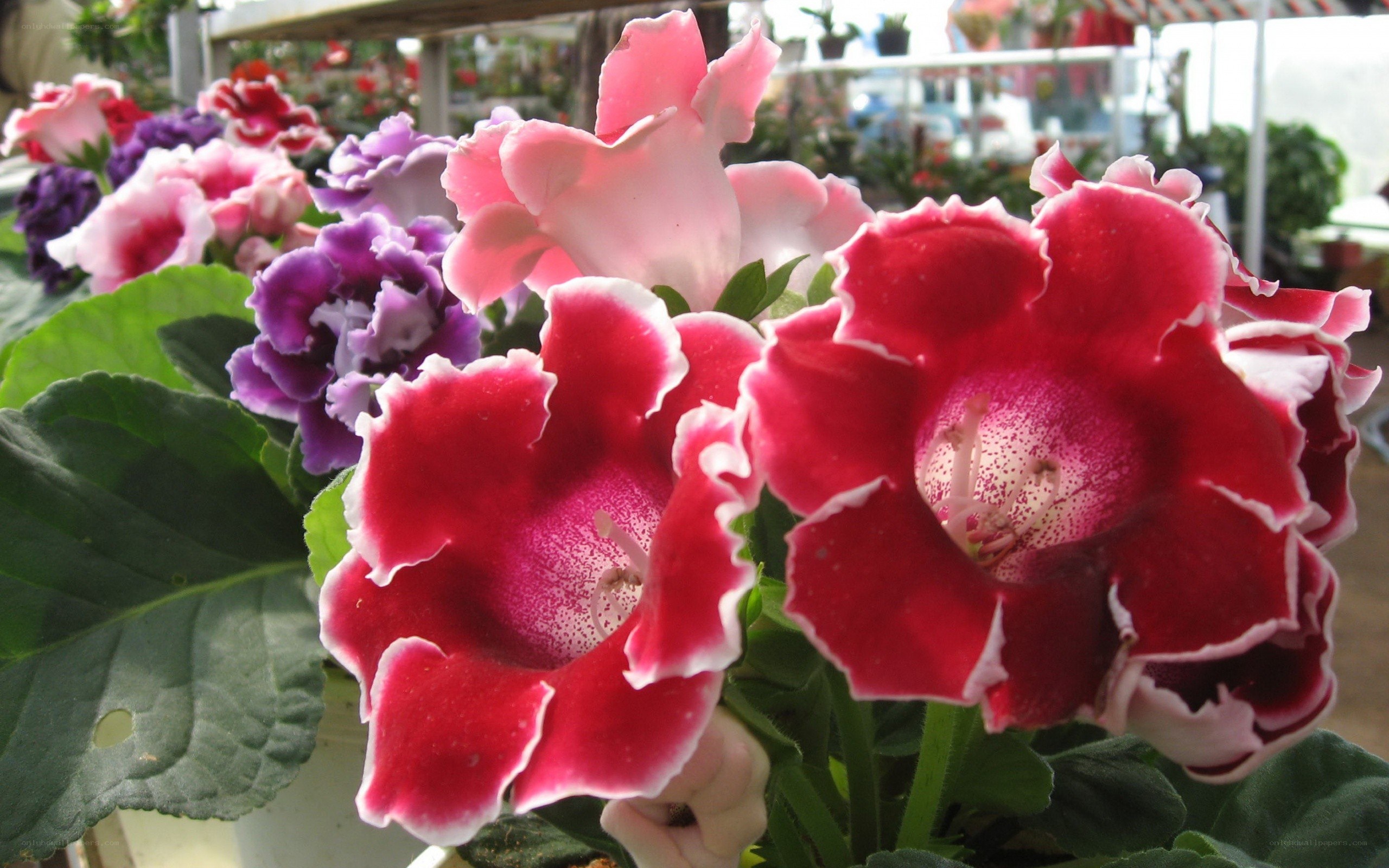 Colorful gesneriad flowers