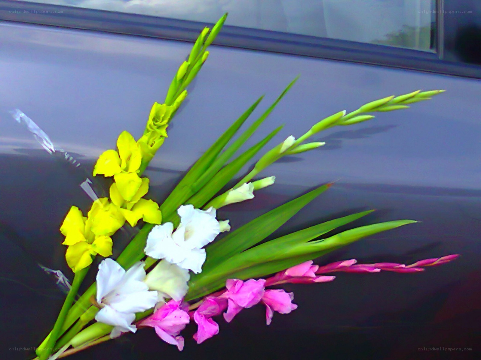 Colorful gladiolus bouquet