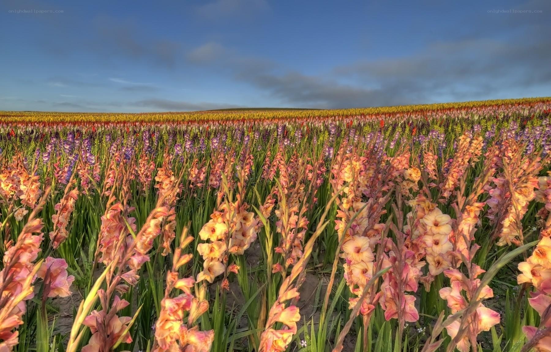Colorful gladiolus field
