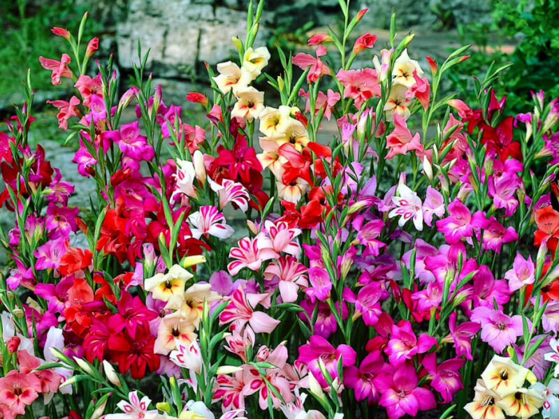 Colorful Gladiolus Flowers — Pink