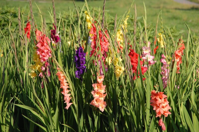 Colorful Gladiolus Flowers — Purple
