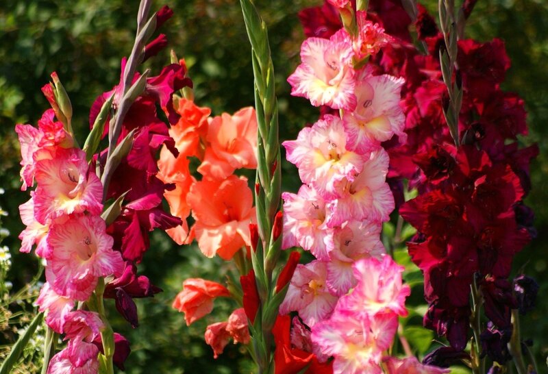 Colorful gladiolus flowers