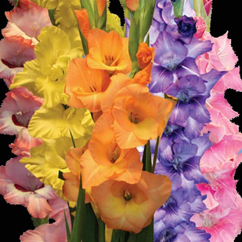 Colorful Gladiolus Flowers — Yellow