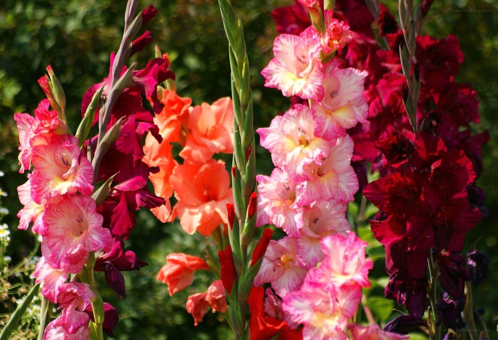 Colorful gladiolus flowers
