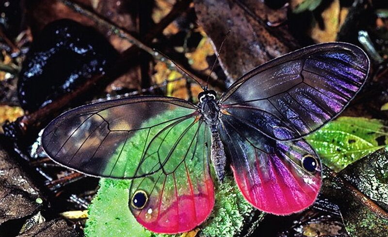 Colorful Glasswing Butterfly