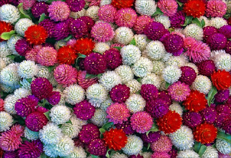 Colorful Globe Amaranth Flowers