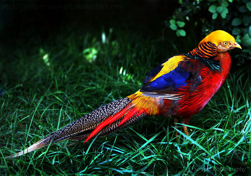 colorful golden pheasant