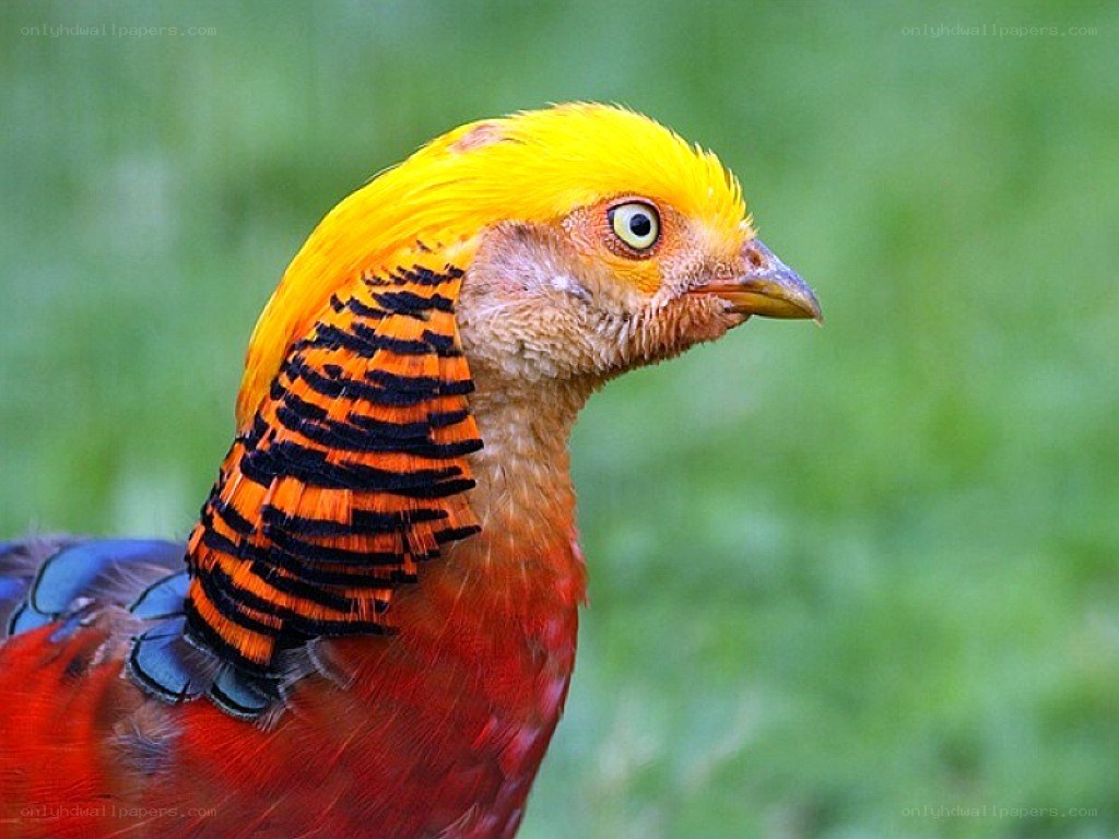 colorful golden pheasant