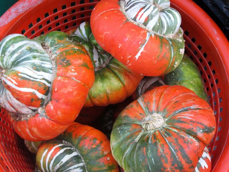 Colorful Gourds in Basket