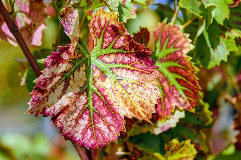 colorful grape leaf in autumn