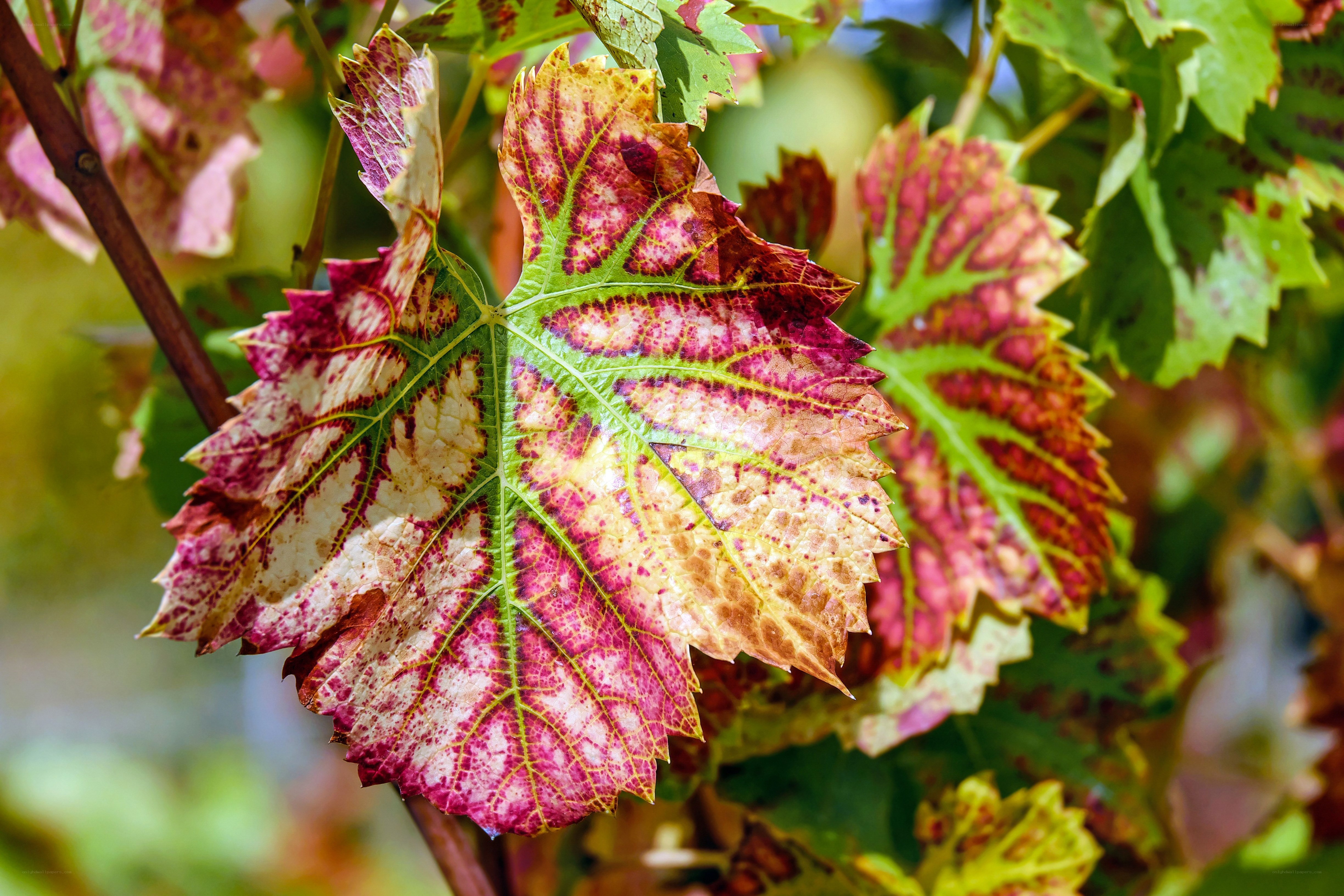 colorful grape leaf in autumn