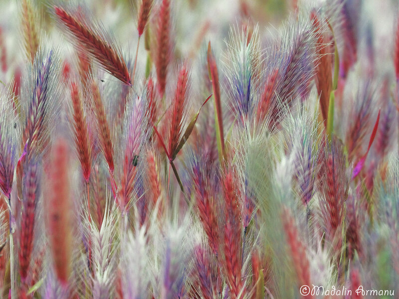 Colorful Grass Seed Heads