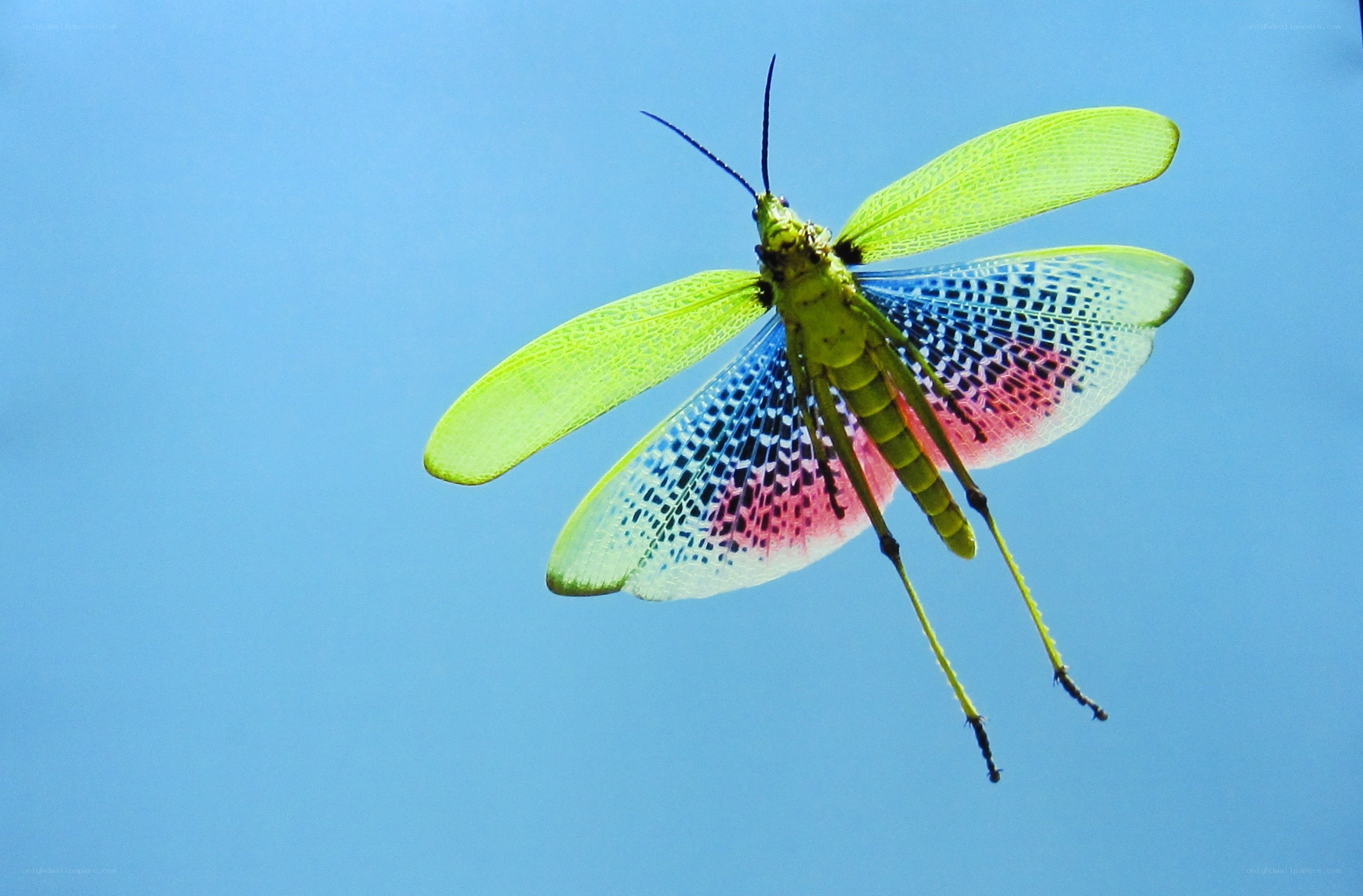 Colorful grasshopper in flight