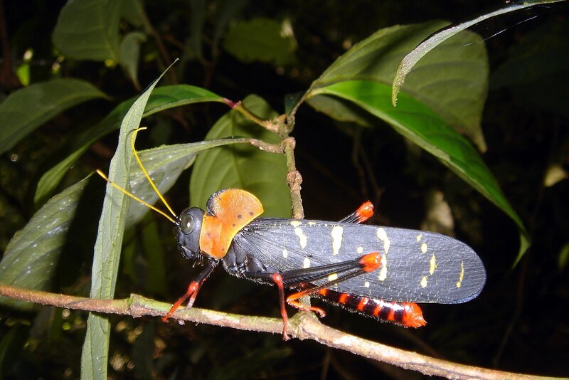 Colorful grasshopper on a branch