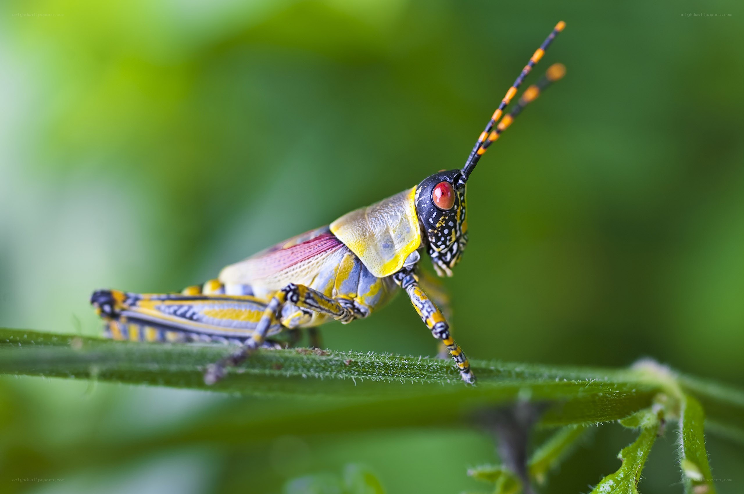 Colorful grasshopper on a stem