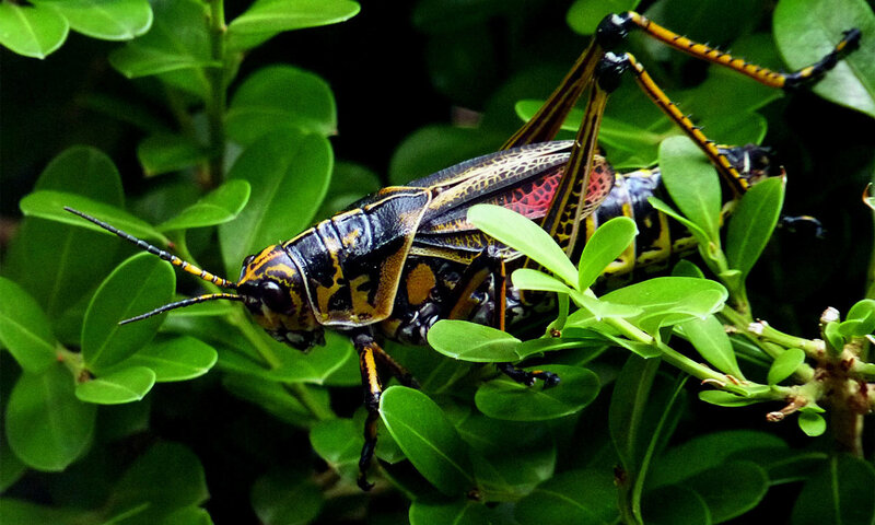 colorful grasshopper on green leaves