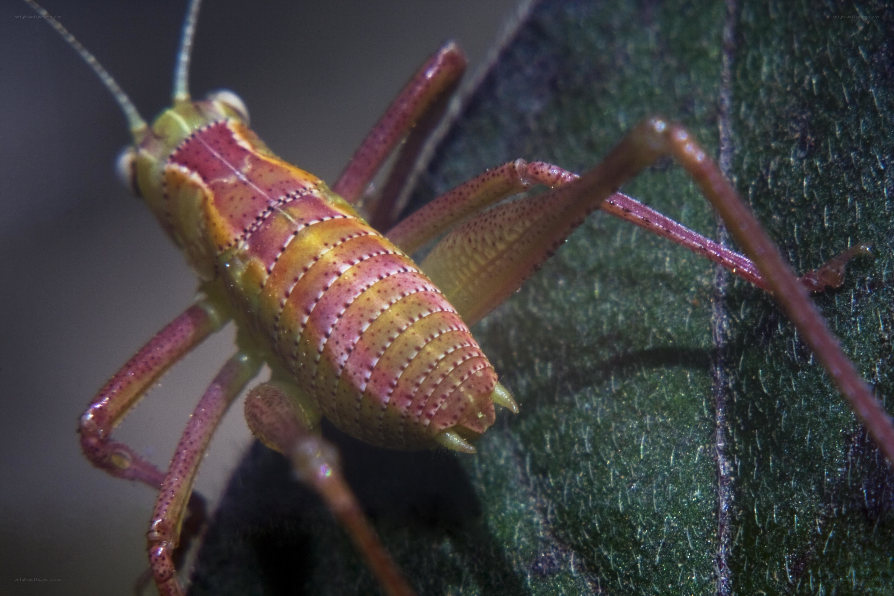 colorful grasshopper on leaf