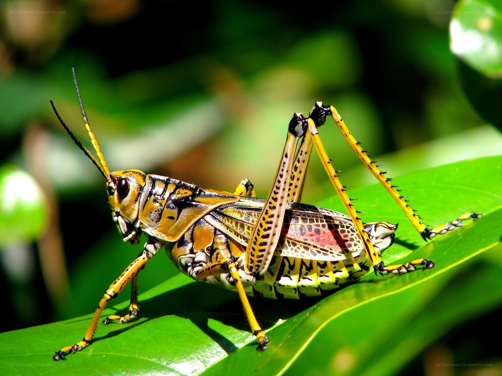 colorful grasshopper on leaf