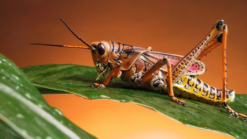 colorful grasshopper on leaf