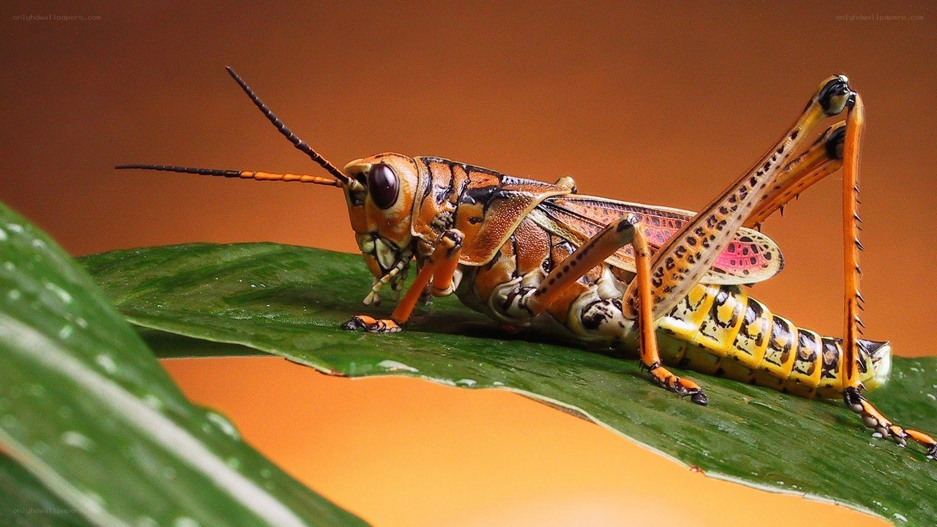 colorful grasshopper on leaf