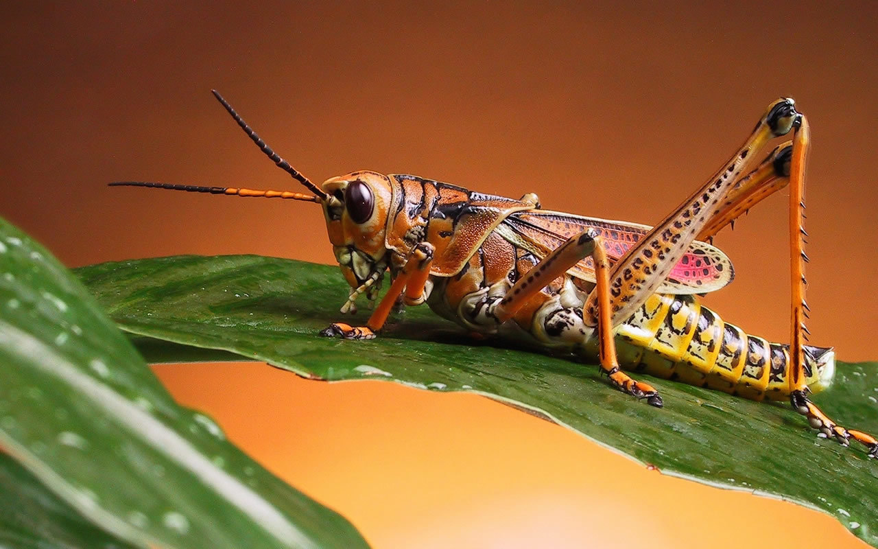 colorful grasshopper on leaf