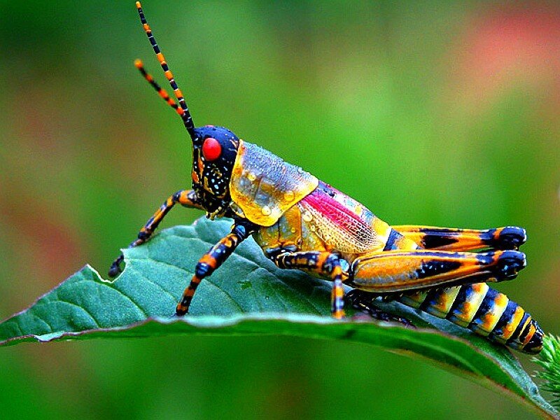 colorful grasshopper on leaf