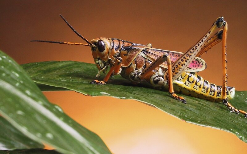 Colorful Grasshopper on Leaf — Green, Natural, Photograph, Antennae