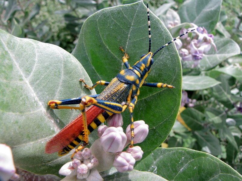 Colorful Grasshopper on Leaf — Green, Natural