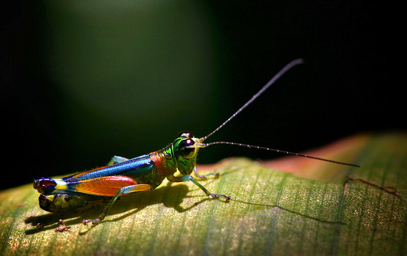 Colorful Grasshopper on Leaf — Green