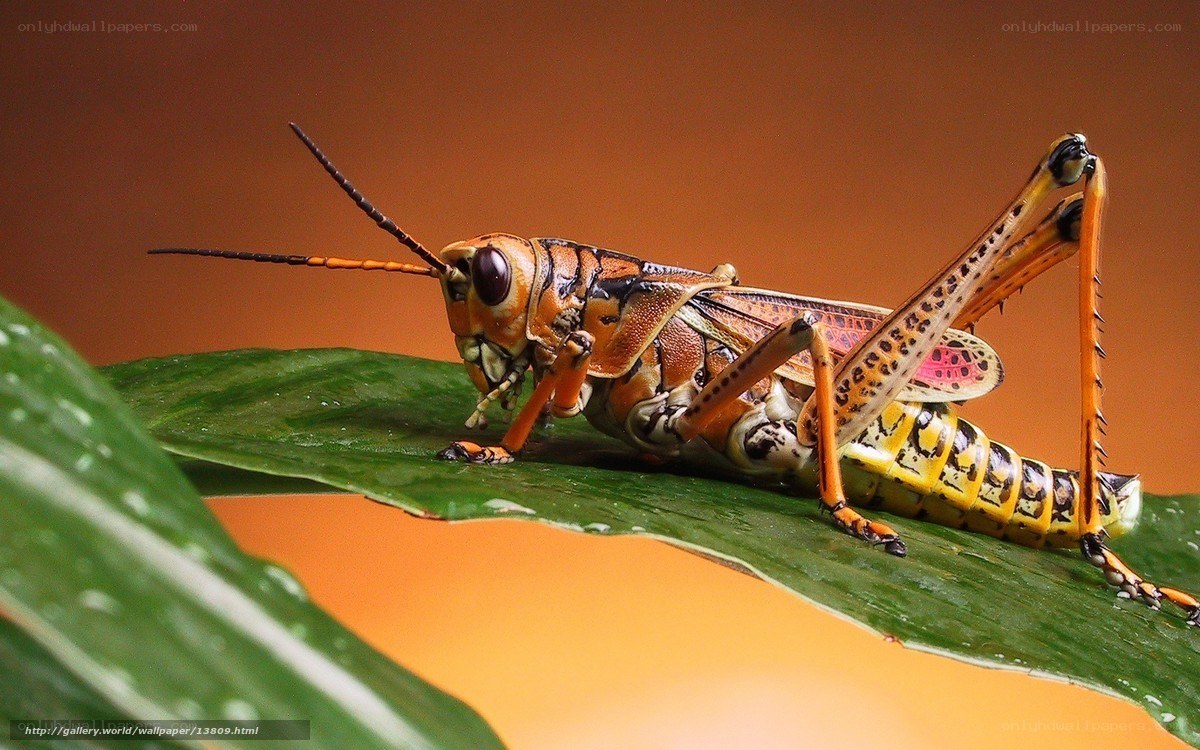 colorful grasshopper on leaf