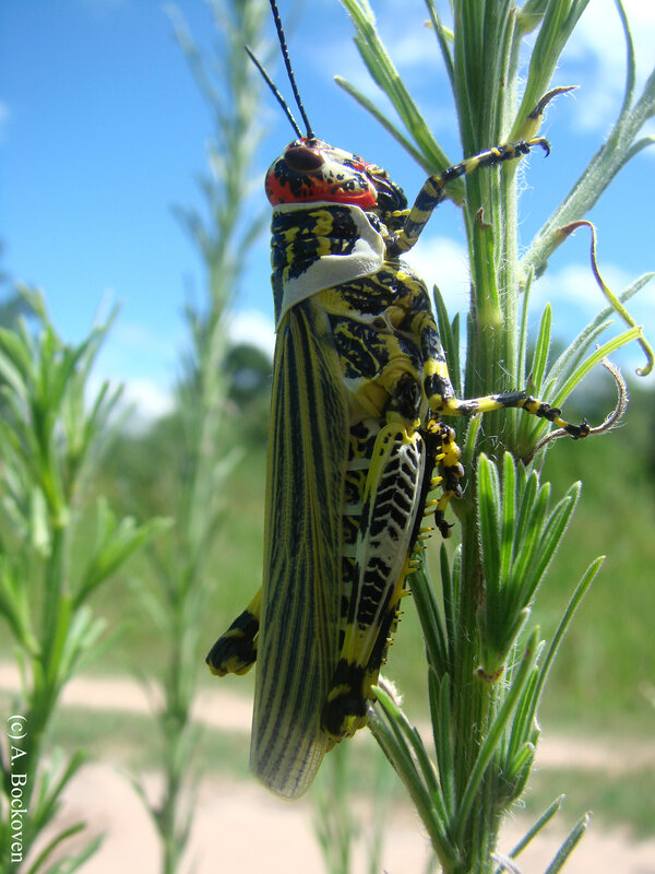 colorful grasshopper on plant